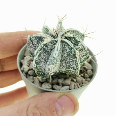 Astrophytum ornatum cv. Haku-jo