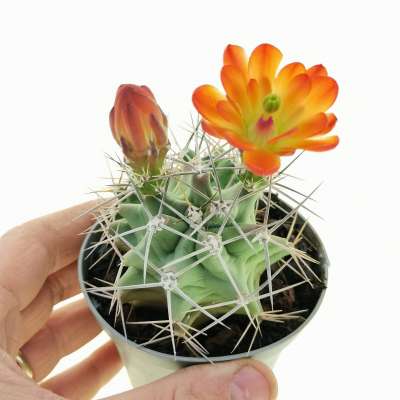 Echinocereus triglochidiatus
