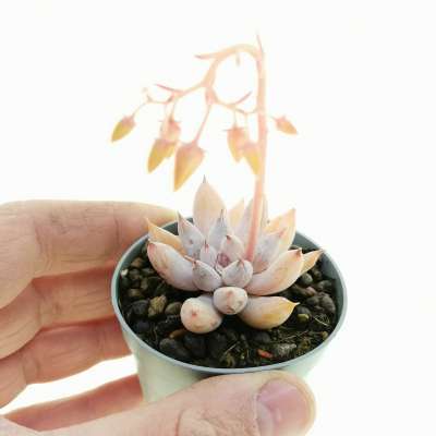 Echeveria tolimanensis