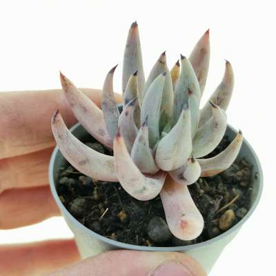 Echeveria unguiculata