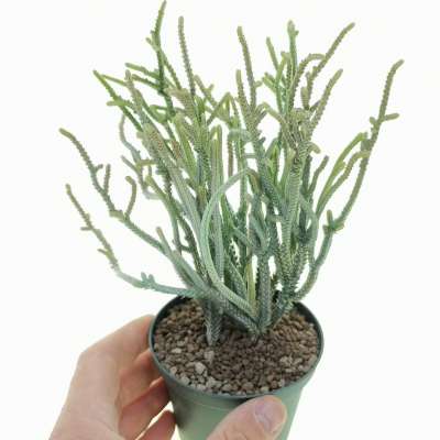 Crassula muscosa f. variegata
