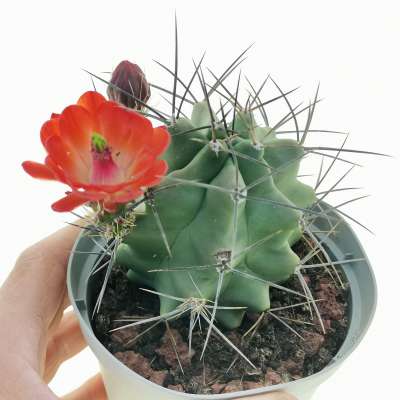 Echinocereus triglochidiatus