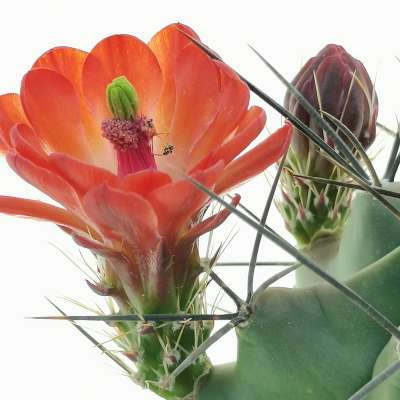 Echinocereus triglochidiatus - Giromagi