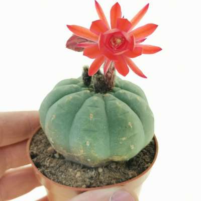 Matucana madisoniorum