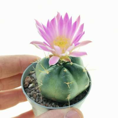 Echinocereus knippelianus