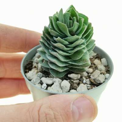 Crassula 'Buddha's Temple' (Crassula 'Tempio di Buddha') (six-sided variation)