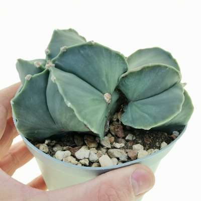Astrophytum myriostigma var. nudum f. dicotomica