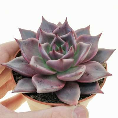 Echeveria agavoides 'Taurus'