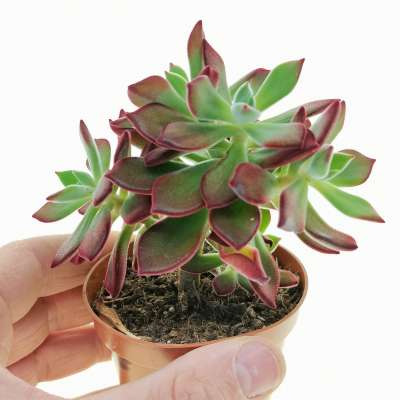 Echeveria pulvinata 'Devotion'
