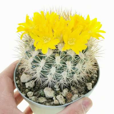 Weingartia neocumingii hybrid
