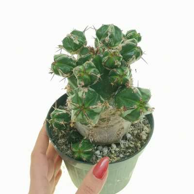 Euphorbia handiensis (Old plant)