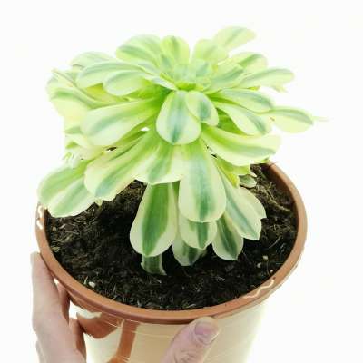 Aeonium arboreum f. variegata