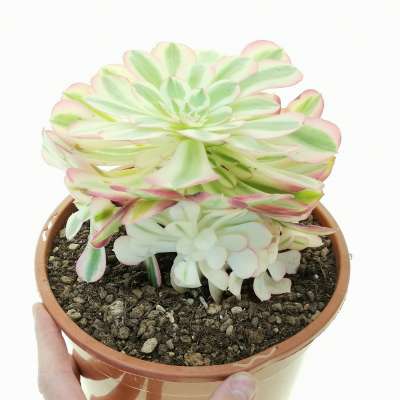 Aeonium 'Pink Witch'