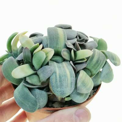 Gasteria glomerata f. variegata