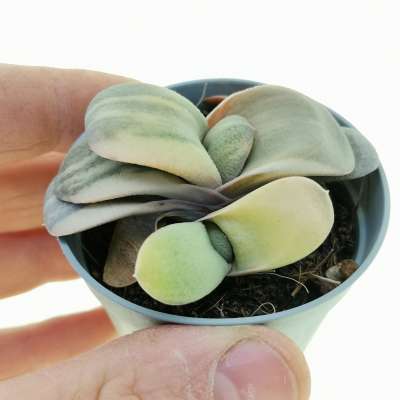 Gasteria glomerata f. variegata