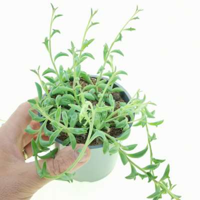 Senecio 'Hippogriff' (String of Dolphins’)