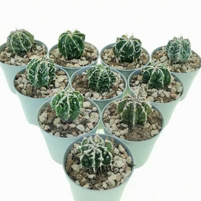 Astrophytum ornatum cv. Fukuryu (Type B) Haku-jo nudum 10 pcs