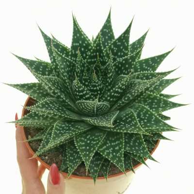 Aloe aristata