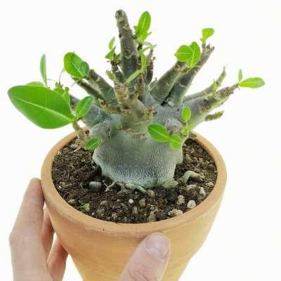 Adenium obesum 'Baobab'