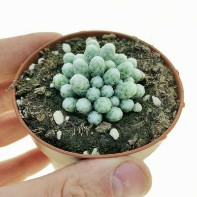 Avonia papyracea
