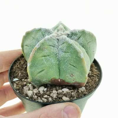 Astrophytum myriostigma var. strongylogonum cv. Costa
