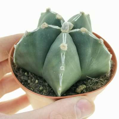 Astrophytum myriostigma cv. Haku-jo nudum