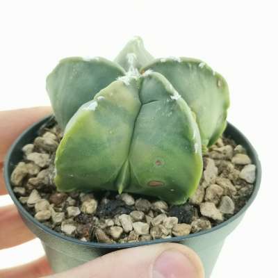 Astrophytum myriostigma cv. fukuryu (Type b) var. nudum