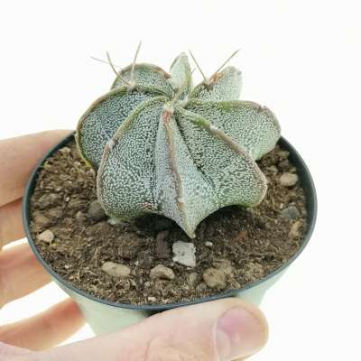 Astrophytum capricorne var. minor