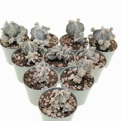 Astrophytum myriostigma f. prolifera 10 pcs