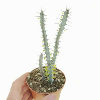 Alluaudia procera - Giromagi