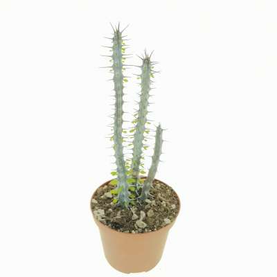 Alluaudia procera - Giromagi