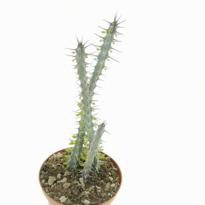 Alluaudia procera - Giromagi
