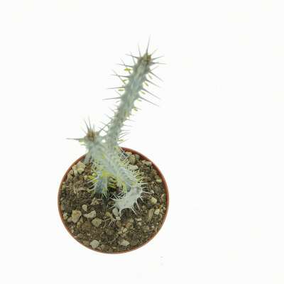 Alluaudia procera - Giromagi
