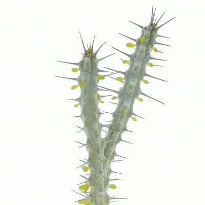 Alluaudia procera - Giromagi