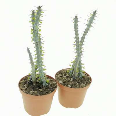 Alluaudia procera - Giromagi