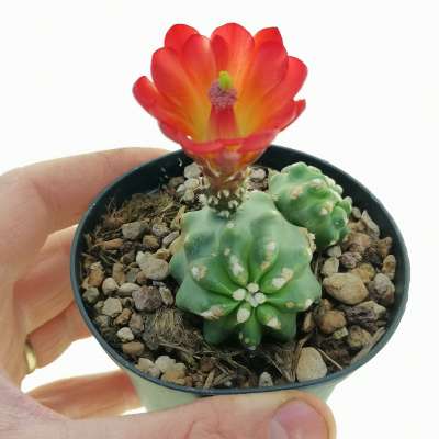 Echinocereus triglochidiatus var. mojavensis f. inermis
