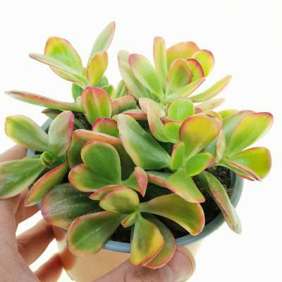 Crassula ovata 'Hummel's Sunset'