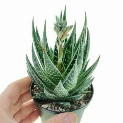 Aloe tiki thai
