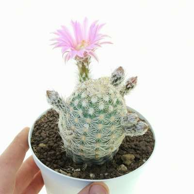 Echinocereus adustus