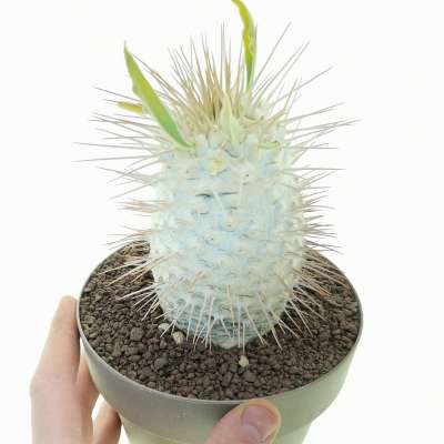 Pachypodium namaquanum (Own roots)