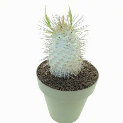 Pachypodium namaquanum (Own roots) - Giromagi