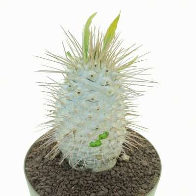 Pachypodium namaquanum (Own roots) - Giromagi