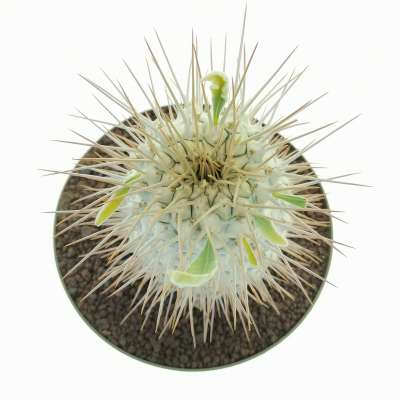 Pachypodium namaquanum (Own roots) - Giromagi