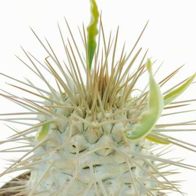 Pachypodium namaquanum (Own roots) - Giromagi