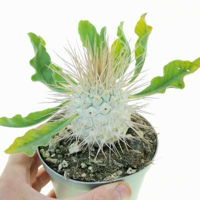 Pachypodium namaquanum (Own roots)