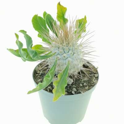 Pachypodium namaquanum (Own roots) - Giromagi