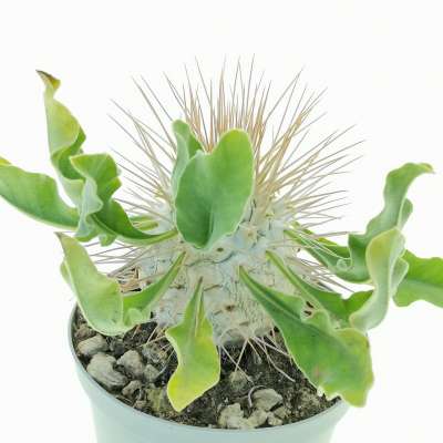 Pachypodium namaquanum (Own roots) - Giromagi