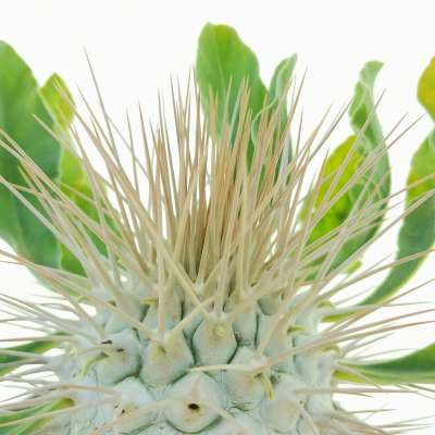 Pachypodium namaquanum (Own roots) - Giromagi