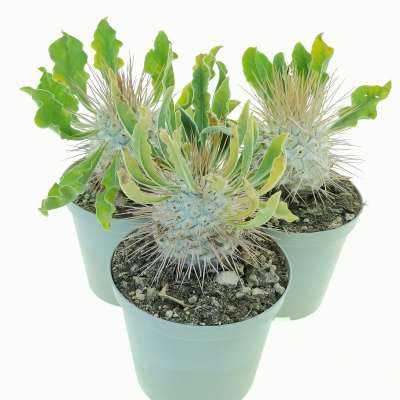 Pachypodium namaquanum (Own roots) - Giromagi