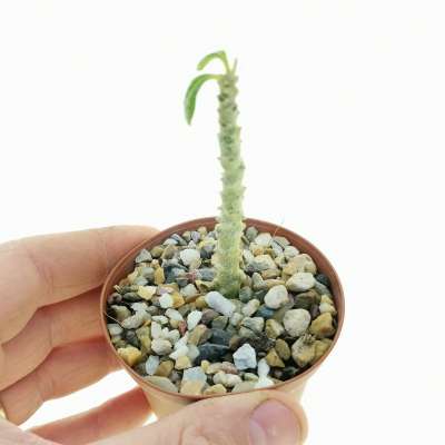 Dorstenia gigas